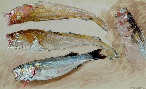 Study of Four Fishes for The Mackerel Nets, 1912 (oil on paper)