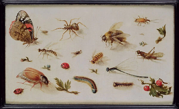A Study of Insects (oil on panel)