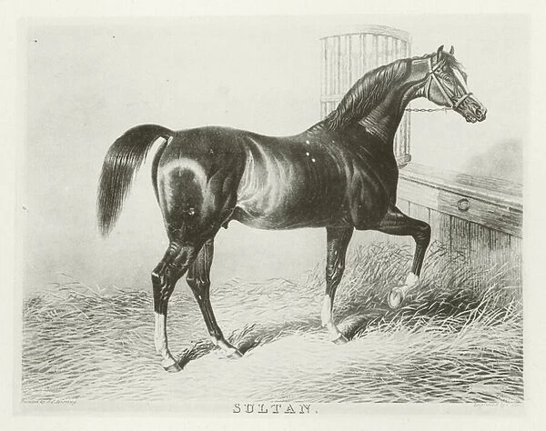 Sultan, foaled 1816 (b  /  w photo)