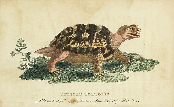 Sur-thighed Tortoise, Testudo graeca. (African tortoise, Testudo pusilla) Drawn from a specimen kept in the garden of the College of Physicians, London