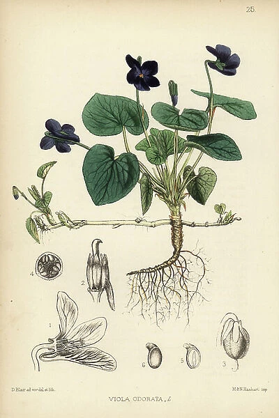 Sweet purple, Viola odorata. Handcoloured lithograph by Hanhart after a botanical illustration by David Blair from Robert Bentley and Henry Trimen's Medicinal Plants, London, 1880