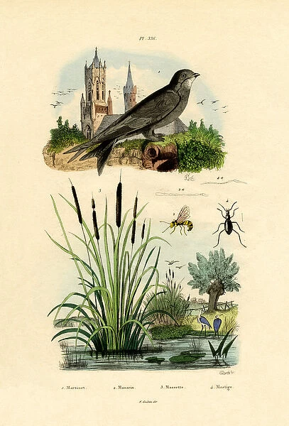 Swift, 1833-39 (coloured engraving)
