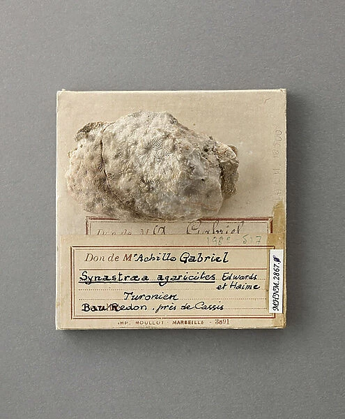 Sysnastrea agaricites (Coelentere), Natural History Museum of Marseille