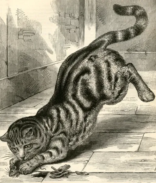 Tabby Cat Pouncing on a Mouse, 1904 (engraving) Our beautiful pictures are  available as Framed Prints, Photos, Wall Art and Photo Gifts