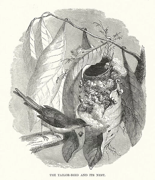 The tailor-bird and its nest (engraving)