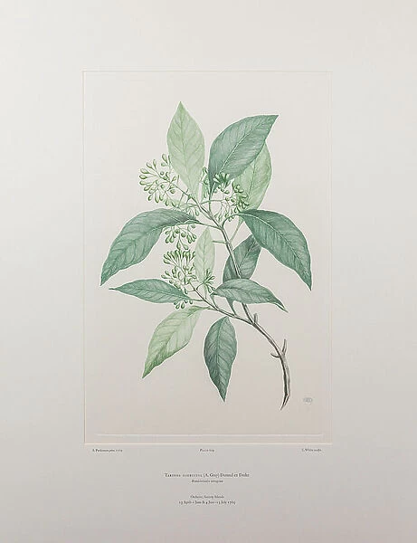 Tarrena sambucina (Rubiaceae) - Plate 609, Banks Florilegium, c.1771-84 (copperplate engraving on paper)