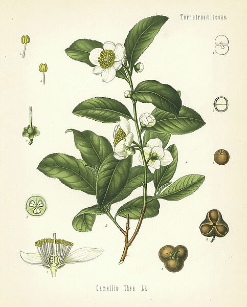 Tea plant, Camellia sinensis (Camellia thea). Chromolithograph after a botanical illustration from Hermann Adolph Koehler's Medicinal Plants, edited by Gustav Pabst, Koehler, Germany, 1887