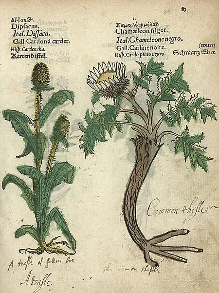 Teasel, Dipsacus fullonum, and pale globe thistle. Handcoloured woodblock engraving of a botanical illustration from Adam Lonicer's Krauterbuch, or Herbal, Frankfurt, 1557