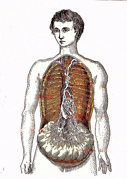 Thoracic Canal - Food Absorption - Normal Life & Health by J. Rengade-Drawing A. Demarle 1881