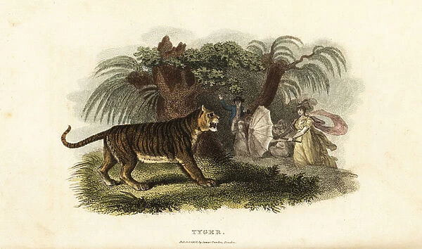A tiger, Panthera tigris, frightened away by an English woman waving an umbrella
