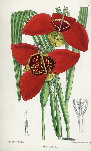 Tigridia pringlei or peacock eye or tiger lily, purple flowers and tiger native to Mexico. Drawing by Matilda Smith (1854-1926), Lithography by John Nugent Fitch in Curtis Botanical Magazine, by Joseph Dalton Hooker, published in London, England