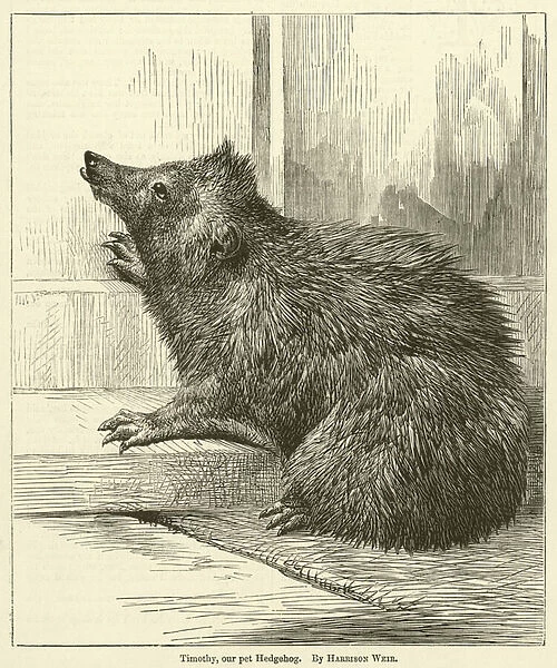 Timothy, our pet Hedgehog (engraving)