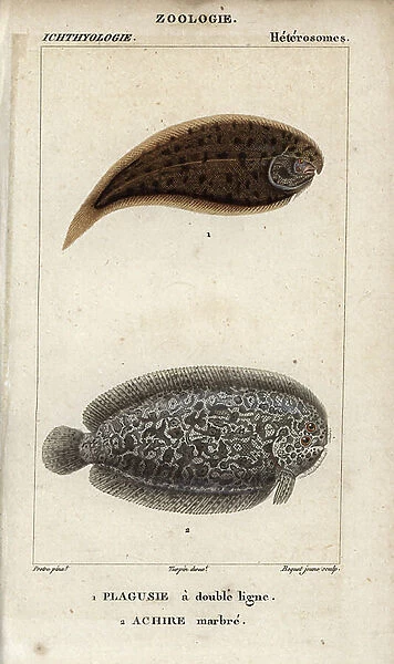 Tonguefish, double line plagusie, Symphurus, and marbled sole, achire marble, Pleuronects. Handcoloured copperplate stipple engraving from Jussieu's '' Dictionary of Natural Sciences'' 1816-1830