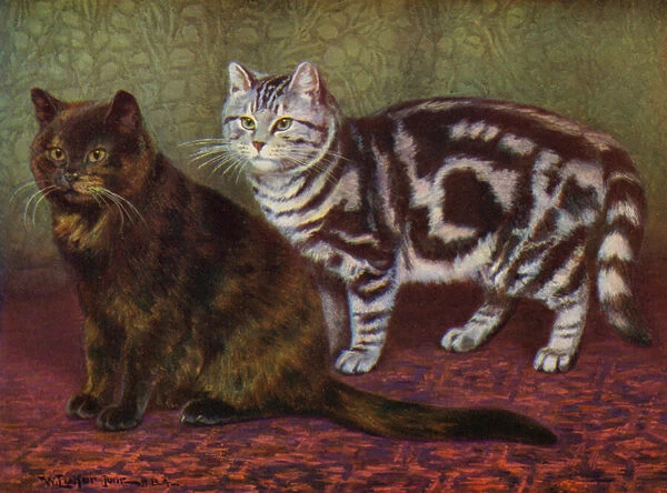 The Tortoiseshell Cat and the Tabby One (colour litho)