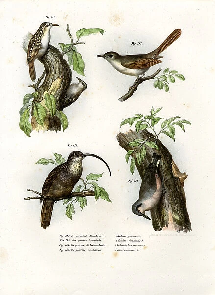 Treecreeper, 1864 (colour litho)