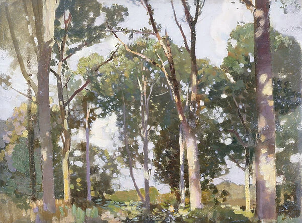 Trees in sunlight (panel)