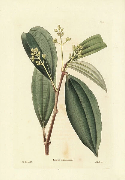 True cinnamon tree, Cinnamomum verum (Laurus cinnamomum). Handcoloured copperplate engraving by George Cooke after George Loddiges from Conrad Loddiges' Botanical Cabinet, Hackney, 1817