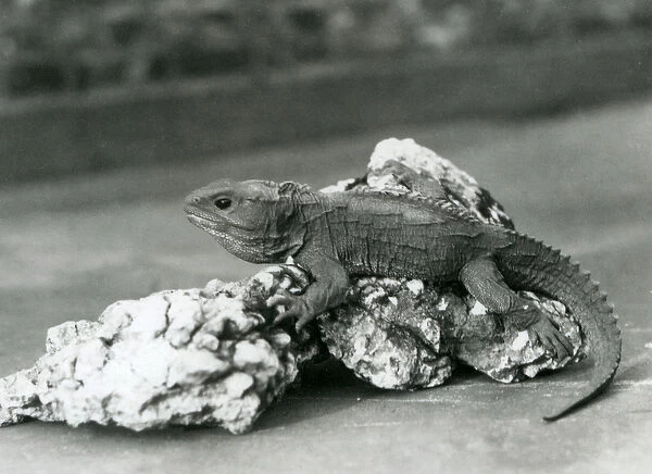 A Tuatara, lying on a rock, at London Zoo in 1929 (b  /  w photo)