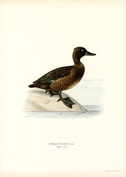 Tufted Duck (colour litho)