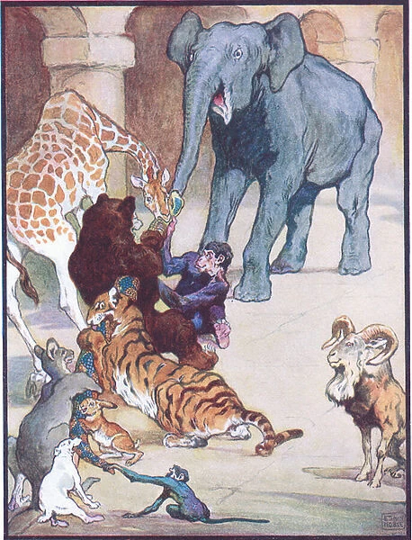 Never Before or Since has there been such a Tug of War, illustration for Zum, Zum, Ziss, from Animal Legends from Many Lands, published by Raphael Tuck & Sons Ltd. (colour litho)