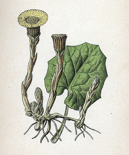 Tussilage (Tussilago fara) or donkey (coltsfoot) Botanical board from 'Atlas colorie des plantes medicinales' by Paul Hariot, 1900 (Botanical plate of medicinal plants) Private collection