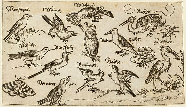 Twelve types of birds, including an owl and pelican, individually labelled and positioned on a minimal ground surrounded by a moth, butterfly, and ladybug, from Douce Ornament Prints Album I, 1572 (engraving on laid paper)