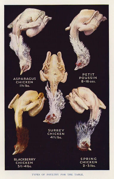 Types of poultry for the table (photo)