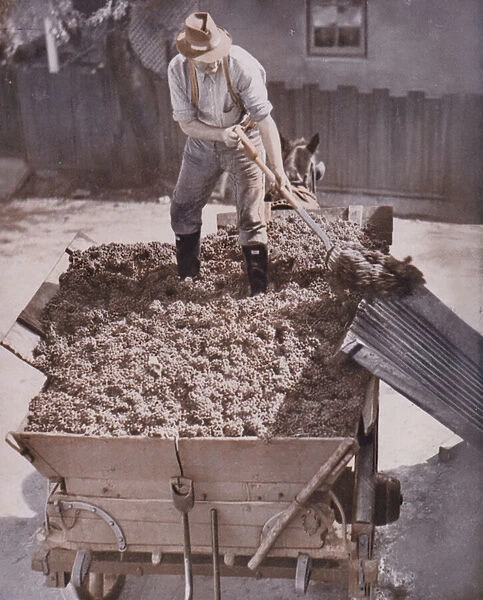 Unloading grapes at a winery, Australia (coloured photo)