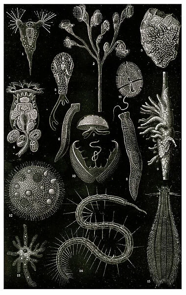Varieties of microscopic Marine organisms, 1900 (litho)