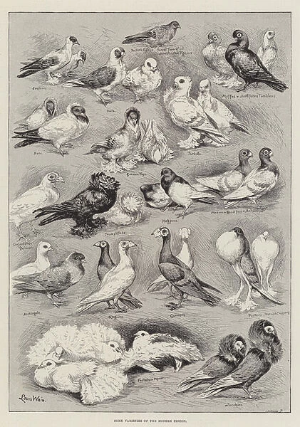 Some Varieties of the Modern Pigeon (engraving)