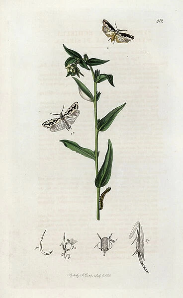 Varieties of yponomeutes (small moths and caterpillar) and gremil plant. Lithograph by John Curtis (1791-1862) published in 'British Entomology', a collection of 770 illustrations and descriptions of British insects, London, England, 1824 to 1839