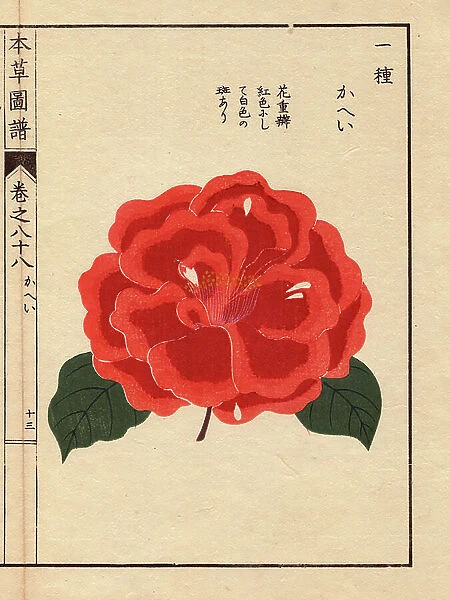 Variety of Japanese camelias (Thea japonica Nois): Kahei, with ecarlate flowers. Eau forte en couleurs, woodcut by Kanen Iwasaki (1786-1842) botanist, entomology and Japanese zoology, published in Honzo Zufu, in 1884