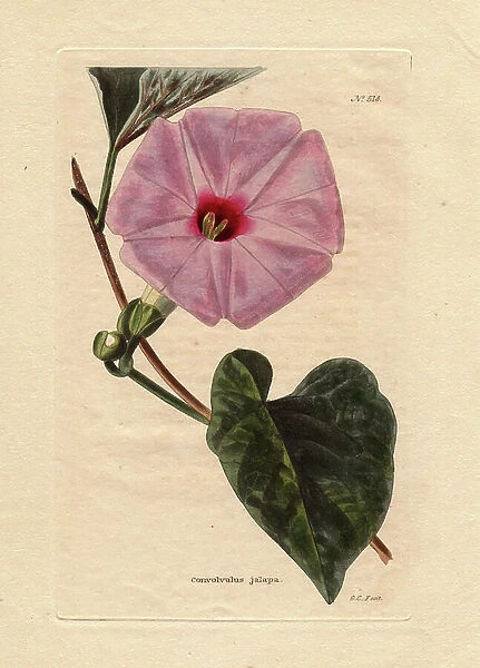 Variety of pink Jalap edging. Originally from South America, cultivated by Miller in 1768, but it is said that the root was brought back to Europe for its medicinal virtues in 1610. Engraving by George Cooke (1781-1834)