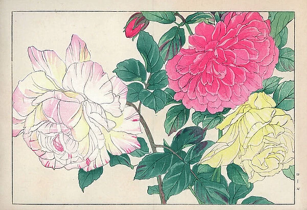 Variety of roses (pale yellow, pink and two-tone colors). Roses, Rosa species. Handcoloured woodblock print from Konan Tanigami's '' Seiyou Sokazufu'' (Pictorial Album of Western Plants and Flowers: Spring), Unsodo, Kyoto, 1917