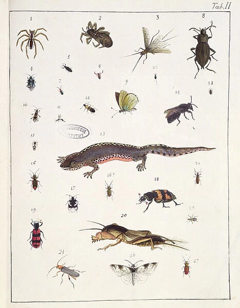 Various insects and a lizard, plate II from Diarium Zoologicum