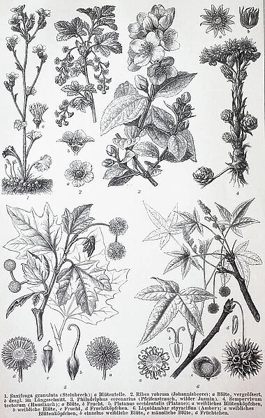 Various Saxifragaceae (Saxifraga granulata), Rubes rubrum, Philadelphus coroarius