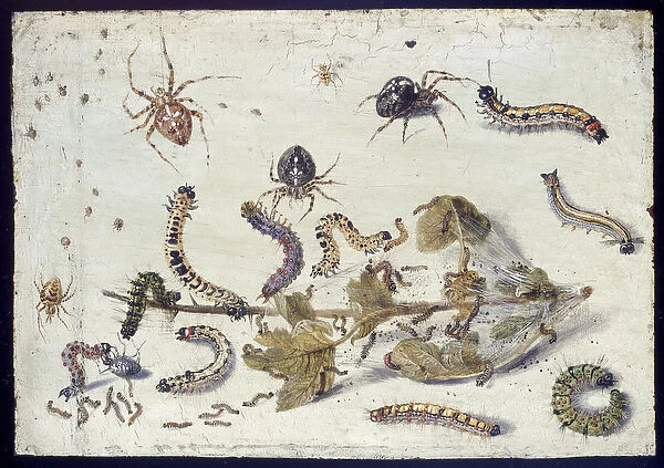Various Spiders and Caterpillars, with a Sprig of Gooseberry, early 1650s (oil on copper)