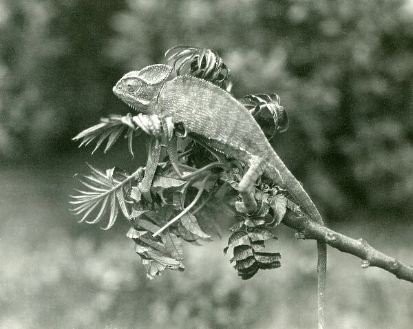 A Veiled or Yemen Chameleon at the end of a leafy branch at London Zoo