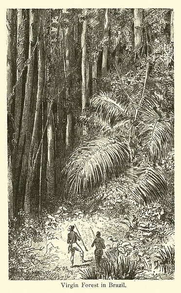 Virgin Forest in Brazil (engraving)
