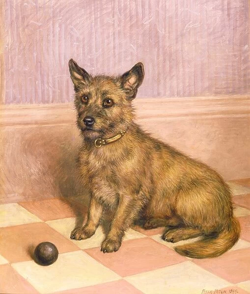 Waiting to Play, a Cairn terrier with a ball (oil)
