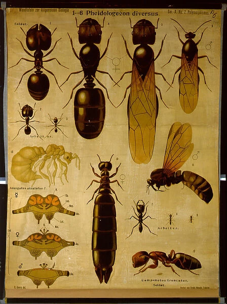 Wall Chart depicting Formicidae (colour litho)