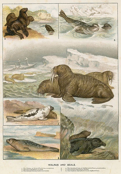 Walrus and Seals