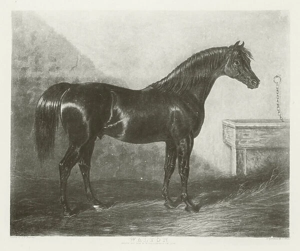 Walton, foaled 1799 (b  /  w photo)