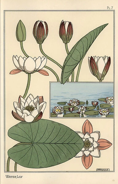 The water lily, Nelumbo lutea, and flower parts, 1897 (lithograph)