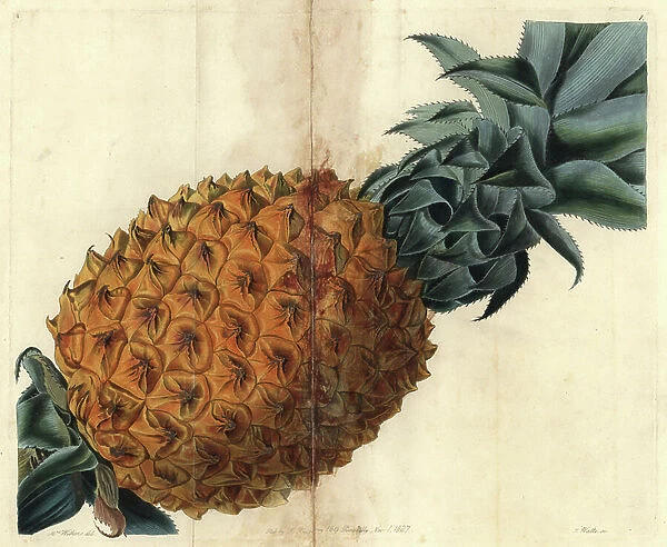 Wave-leaved pineapple from John Lindley's 'Pomological Magazine' 1827