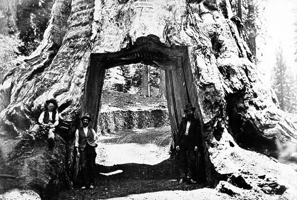 Wawona Tree, c. 1890 (b  /  w photo)