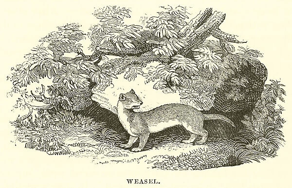 Weasel (engraving)