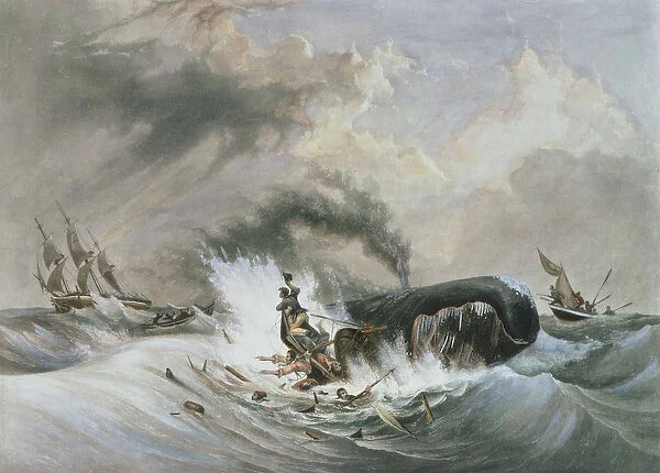 The Whale, 1836 (coloured aquatint)