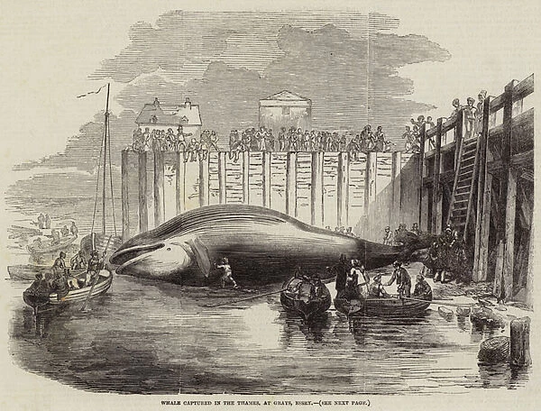 Whale captured in the Thames, at Grays, Essex (engraving)