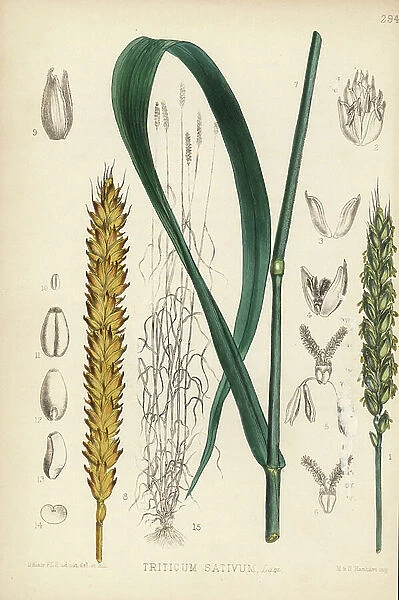 Wheat, Tritium sativum. Handcoloured lithograph by Hanhart after a botanical illustration by David Blair from Robert Bentley and Henry Trimen's Medicinal Plants, London, 1880